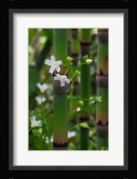 Horse Tail Flowers Fine Art Print
