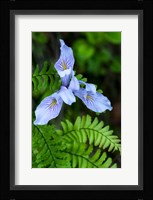 Closeup Of Douglas Iris Fine Art Print