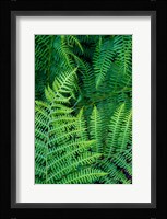 Bracken Fern In Nature Fine Art Print