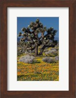 Mojave Desert Joshua Tree Fine Art Print