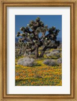 Mojave Desert Joshua Tree Fine Art Print