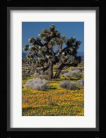 Mojave Desert Joshua Tree Fine Art Print