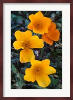 Early Blooming Golden California Poppies Fine Art Print