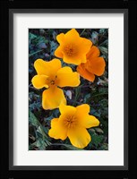 Early Blooming Golden California Poppies Fine Art Print