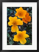 Early Blooming Golden California Poppies Fine Art Print