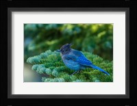 Steller's Jay Perched On A Fir Bough Fine Art Print
