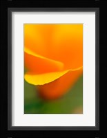 Macro Shot Of Golden California Poppy Fine Art Print