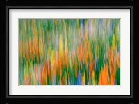 Wildflower Abstraction, Angeles National Forest Fine Art Print