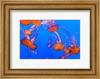 Sea Nettles Dancing At The Monterey Bay Aquarium Fine Art Print