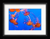 Sea Nettles Dancing At The Monterey Bay Aquarium Fine Art Print