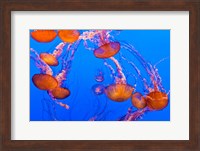 Sea Nettles Dancing At The Monterey Bay Aquarium Fine Art Print