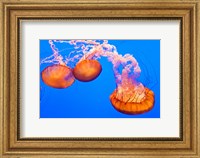 Three Sea Nettles At The Monterey Bay Aquarium Fine Art Print