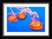 Three Sea Nettles At The Monterey Bay Aquarium Fine Art Print