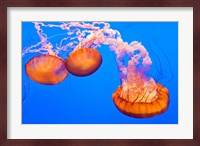 Three Sea Nettles At The Monterey Bay Aquarium Fine Art Print