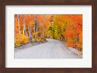 Autumn In The Inyo National Forest Fine Art Print
