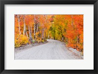 Autumn In The Inyo National Forest Fine Art Print