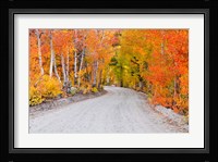 Autumn In The Inyo National Forest Fine Art Print