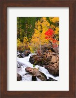 Autumn Along Bishop Creek Fine Art Print
