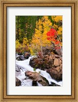 Autumn Along Bishop Creek Fine Art Print