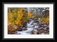 Fresh Snow Along Bishop Creek Fine Art Print