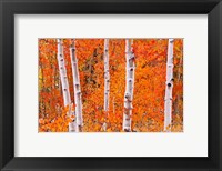 Bright Autumn Aspens Along Bishop Creek Fine Art Print