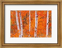 Bright Autumn Aspens Along Bishop Creek Fine Art Print