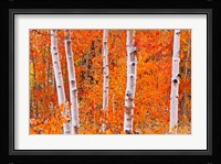 Bright Autumn Aspens Along Bishop Creek Fine Art Print
