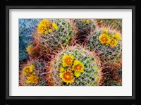 Barrel Cactus In Bloom Fine Art Print