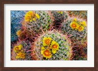 Barrel Cactus In Bloom Fine Art Print