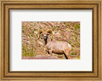 Peninsular Bighorn Sheep Fine Art Print