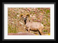 Peninsular Bighorn Sheep Fine Art Print