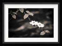 Mountain Dogwood Above The Merced River (BW) Fine Art Print