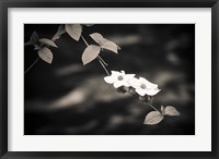 Mountain Dogwood Above The Merced River (BW) Fine Art Print