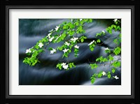 Mountain Dogwood Above The Merced River Fine Art Print