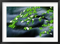 Mountain Dogwood Above The Merced River Fine Art Print