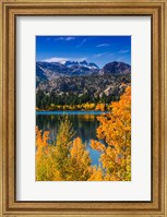 Golden Fall Aspens At June Lake Fine Art Print