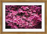 Pink Dogwood, California Fine Art Print