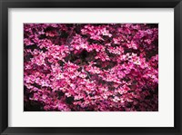 Pink Dogwood, California Fine Art Print