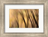 Forest Abstract, California Fine Art Print