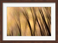 Forest Abstract, California Fine Art Print