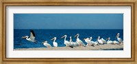 Panoramic Pelicans On The Shore Of The Salton Sea Fine Art Print