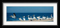Panoramic Pelicans On The Shore Of The Salton Sea Fine Art Print