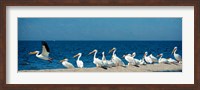 Panoramic Pelicans On The Shore Of The Salton Sea Fine Art Print