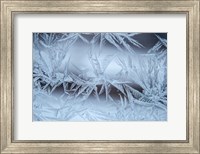 Frost On A Window Fine Art Print
