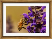 Honey Bee On Salvia Blossoms Fine Art Print