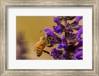 Honey Bee On Salvia Blossoms Fine Art Print