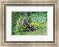 Bull Elk Grazing In Rocky Mountain National Park Fine Art Print