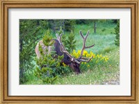 Bull Elk Grazing In Rocky Mountain National Park Fine Art Print