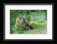 Bull Elk Grazing In Rocky Mountain National Park Fine Art Print