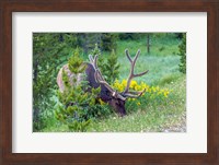 Bull Elk Grazing In Rocky Mountain National Park Fine Art Print